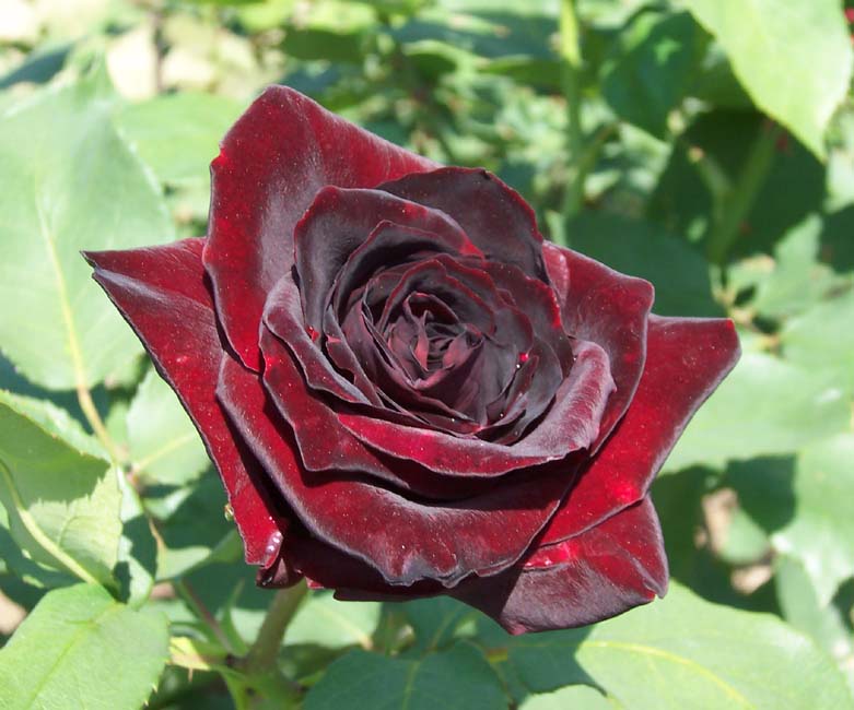Red rose 01.jpg